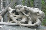 PICTURES/Rialto Beach/t_Artsy Roots.JPG